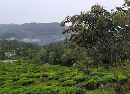 sri-lanka/badulla-district/landmark/glenanore-viewpoint