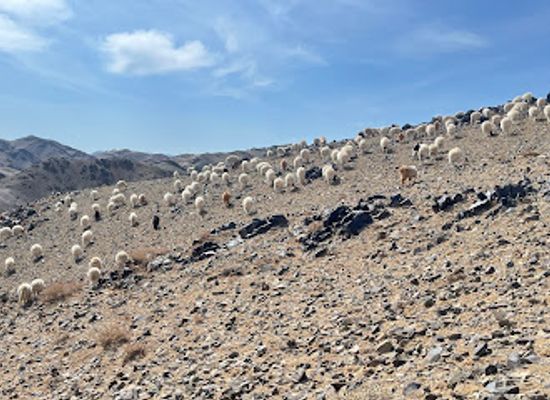 mongolia/dzungarian-basin/landmark/havtsgaitiin-hadnii-sug-zurag-petroglyph
