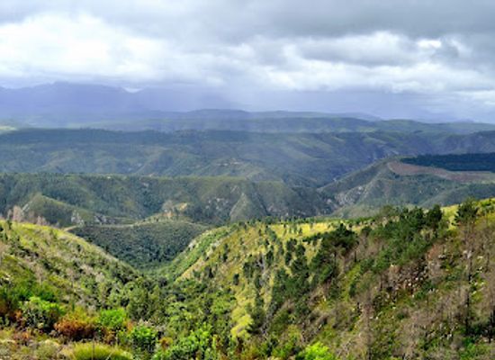 south-africa/garden-route/landmark/diepwalle-forest