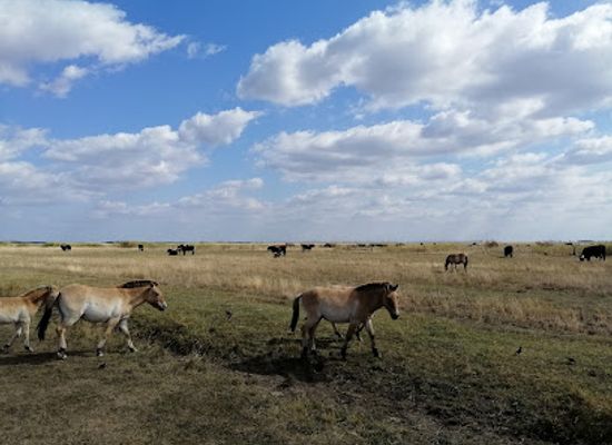 hungary/hortobagy-national-park/landmark/hortobagy-wild-animal-park
