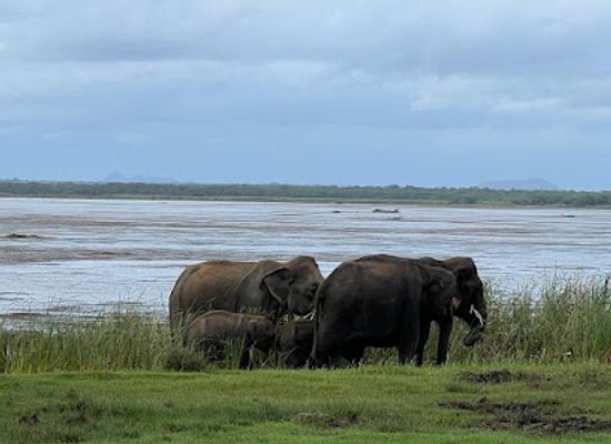 sri-lanka/bundala-national-park/landmark/bundala-safari-with-srimal