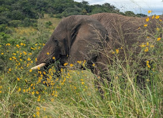rwanda/kigali-province/landmark/afri-safaris-tours