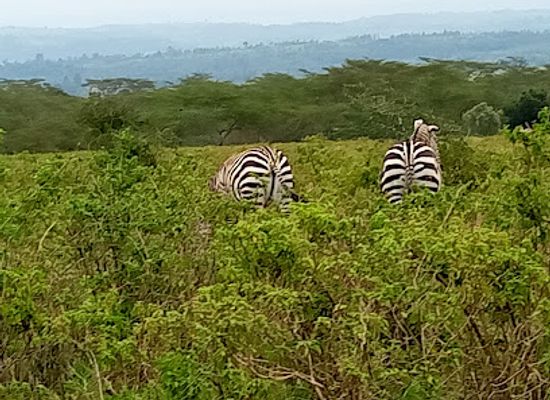 kenya/lake-nakuru-national-park/landmark/lake-nakuru