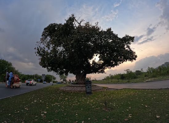 pakistan/islamabad/landmark/maria-tree