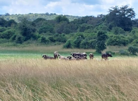 rwanda/southern-province/landmark/journey-africa-wild