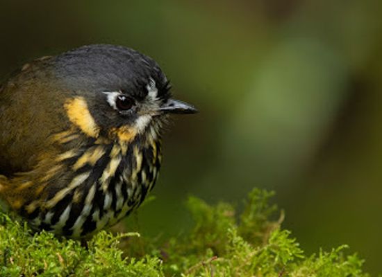 colombia/bogota/landmark/bogota-birding-colombia-wildlife-tours