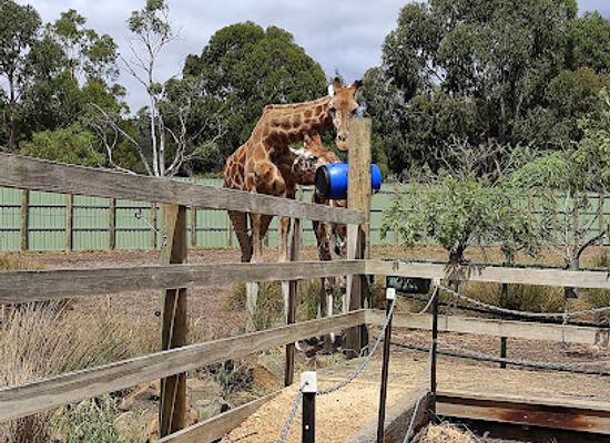 australia/the-grampians/landmark/halls-gap-zoo
