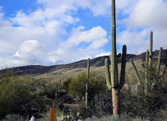 arizona/tucson-mountain-park/landmark/agua-caliente-regional-park