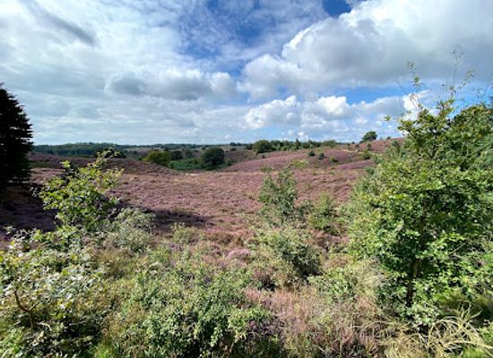 netherlands/veluwe/landmark/herikhuizerveld