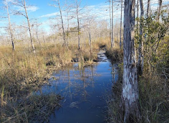 florida/big-cypress-national-preserve/landmark/gator-hook-trail