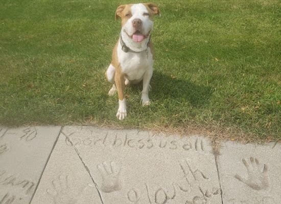 north-dakota/fargo/fargo-moorhead/landmark/celebrity-walk-of-fame