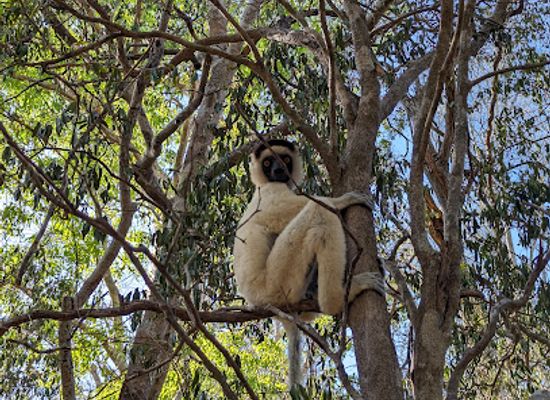 madagascar/menabe/landmark/reserve-forestiere-de-kirindy