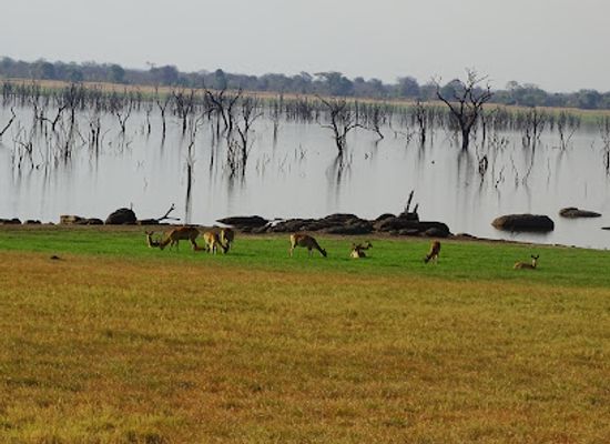 zambia/bangweulu-wetlands/landmark/kafue-national-park