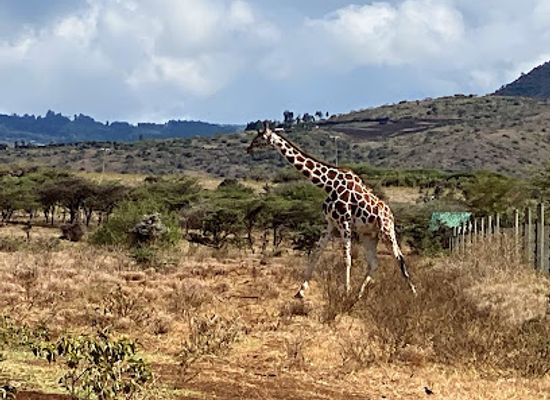 kenya/laikipia-plateau/landmark/lewa-wildlife-conservancy
