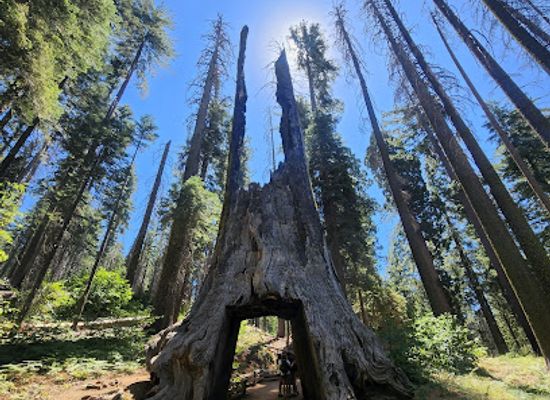 california/yosemite/landmark/dead-giant-tunnel-tree