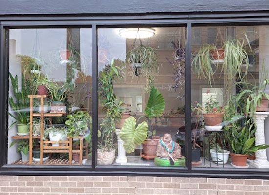 illinois/rockford/landmark/luna-datura-s-curious-gifts