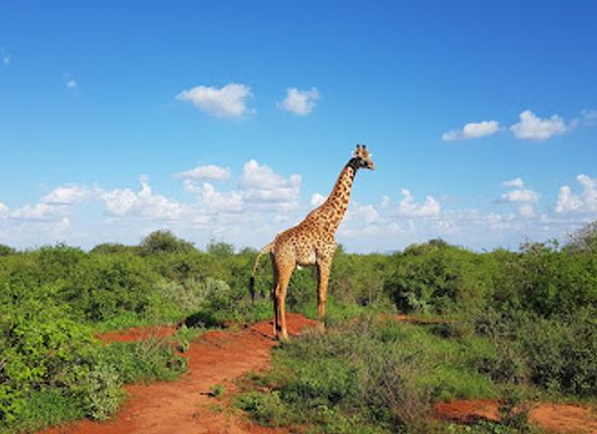 kenya/chyulu-hills/landmark/tsavo-west-national-park