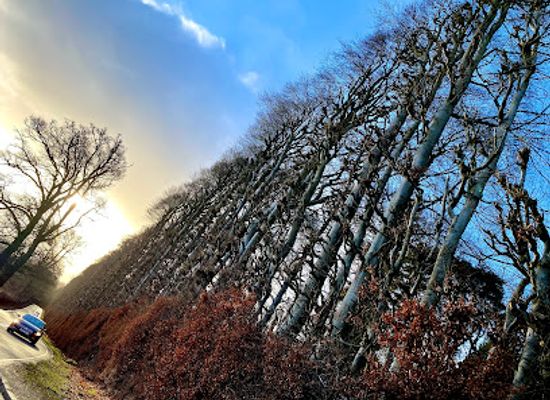 united-kingdom/perthshire/attraction/meikleour-beech-hedge-2