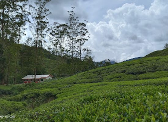 malaysia/cameron-highlands/landmark/boh-tea-centre-habu