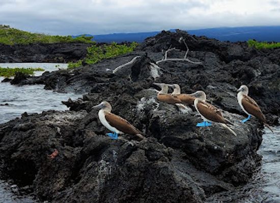 ecuador/galapagos-islands/landmark/fernandina-island