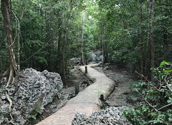 jamaica/great-morass/landmark/green-grotto-caves