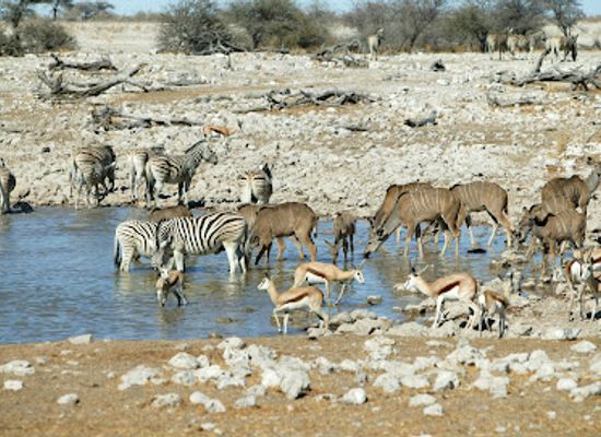 namibia/luderitzland/landmark/okaukuejo-etosha