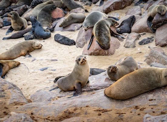 namibia/zambezi/landmark/cape-cross-seal-reserve