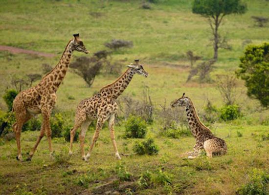 tanzania/kilimanjaro-region/landmark/arusha-national-park