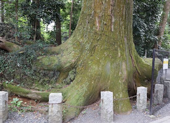 japan/kanto/landmark/takosugi