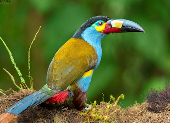 ecuador/central-sierra/landmark/refugio-paz-de-las-aves