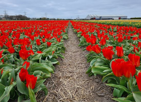 netherlands/bollenstreek/landmark/de-tulperij