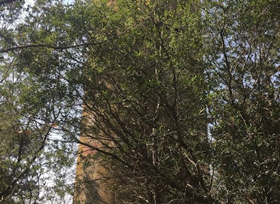 delaware/the-lewes-and-rehoboth-canal-area/landmark/ww-ii-artillery-observation-tower-2