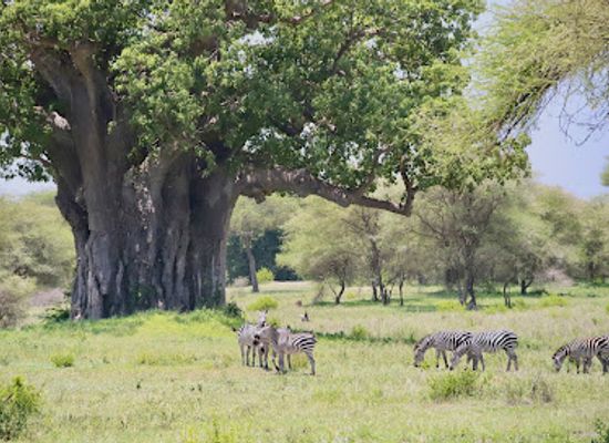 tanzania/northern-zone/landmark/tarangire-national-park