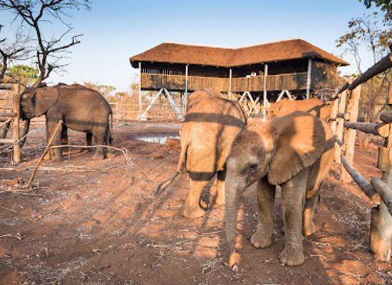 zambia/lusaka/landmark/gri-wildlife-discovery-centre
