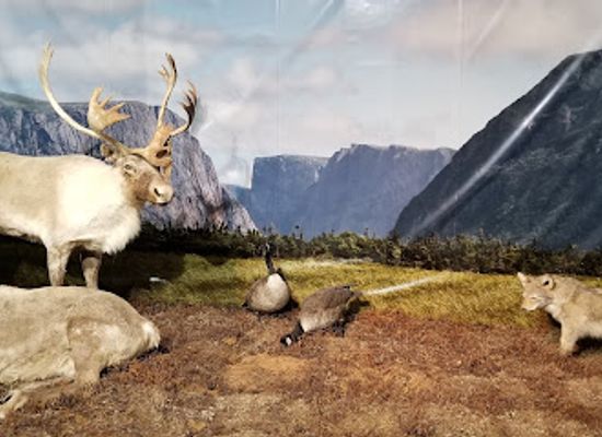 canada/gros-morne-national-park/landmark/gros-morne-wildlife-museum