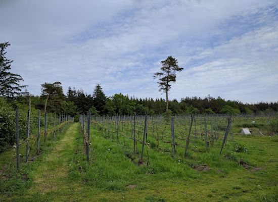 denmark/ribe/attraction/vester-vedsted-vingard