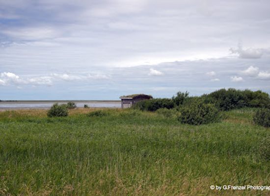 germany/north-frisia/landmark/beltringharder-koog