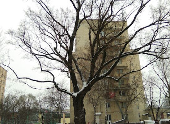 ukraine/ternopil/landmark/ternopil-oak
