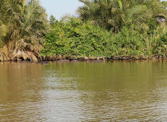 the-gambia/jarra-west/landmark/baboon-island