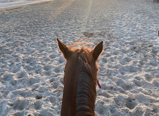 tunisia/hammamet/landmark/club-equus-hammamet