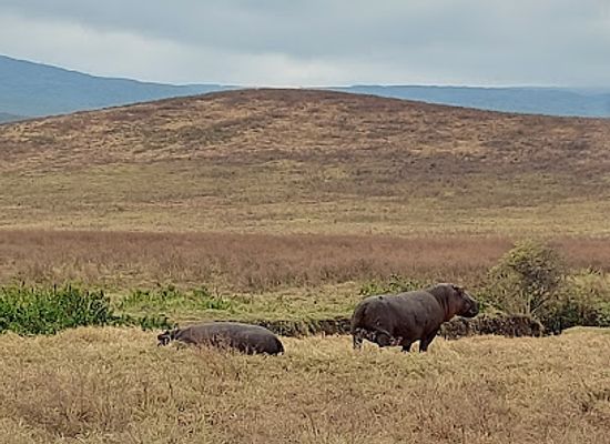 tanzania/ngorongoro-conservation-area/landmark/ngorongoro-crater-national-park