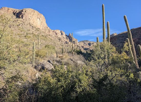 arizona/saguaro-national-park/landmark/finger-rock-trailhead