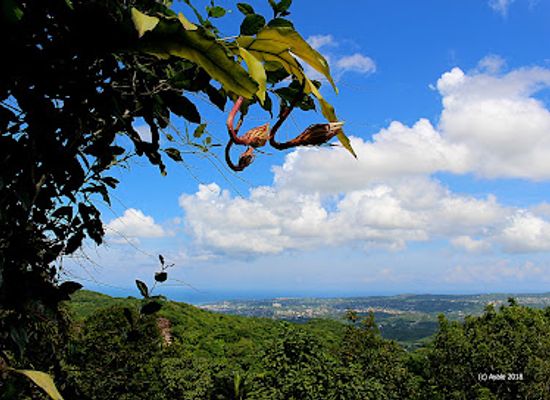 jamaica/montego-bay/landmark/ahhh-ras-natango-gallery-and-garden