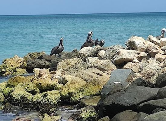 aruba/natural-pool/landmark/bubali-bird-sanctuary
