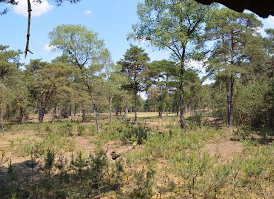 netherlands/hoge-veluwe-national-park/landmark/wildobservatieplaats-schuilkelder