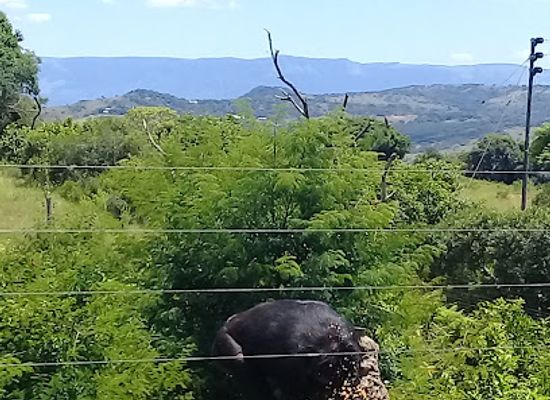 south-africa/lowveld/landmark/chimp-eden