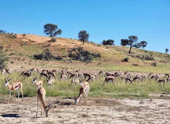 botswana/central-kalahari-game-reserve/landmark/kgalagadi-transfrontier-park