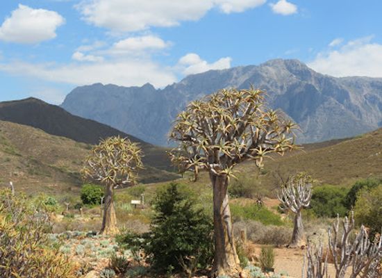 south-africa/route-62/landmark/karoo-desert-national-botanical-garden