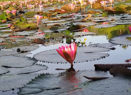 philippines/soccsksargen/landmark/lake-sebu-mountain-log-resort
