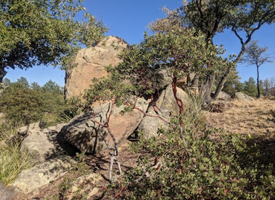 arizona/prescott-national-forest/landmark/stricklin-park